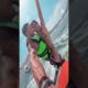 Man Enjoys Epic Flyboard Session | People Are Awesome #shorts