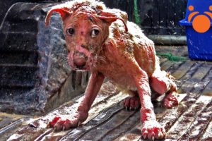 Mange Dog Looks Like Gollum from Lord of The Rings Captured - Snipped In Paradise Full Movie