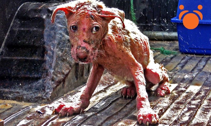 Mange Dog Looks Like Gollum from Lord of The Rings Captured - Snipped In Paradise Full Movie