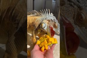 Mango 🥭 time 🤤 #foryou #youtubeshorts #animals #explore #shorts