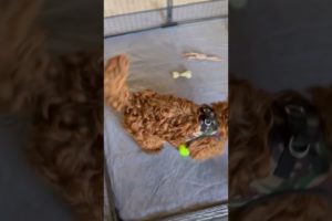Meet the Cutest Puppy Who Can't Get Enough of Her View from the Playpen | #puppy #cutepuppy #dog