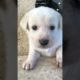 Meet the Cutest Puppy in the World! | Heart-melting Moments with Our New Furry Friend