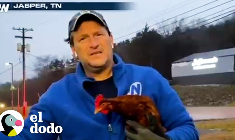 Meteorólogo rescata una gallina atrapada durante una ventisca | Dodo Héroes | El Dodo