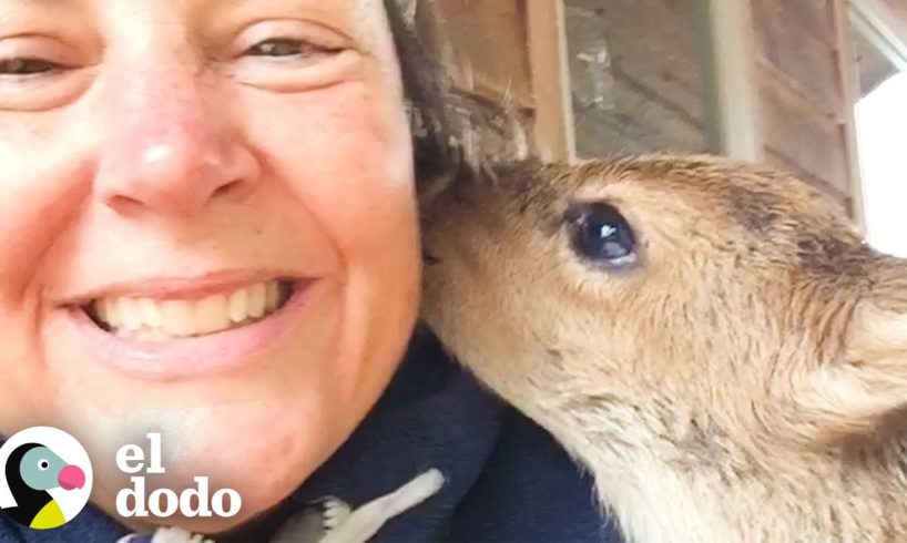 Mujer descubre un cervatillo huérfano en su césped | Corazones Salvajes | El Dodo