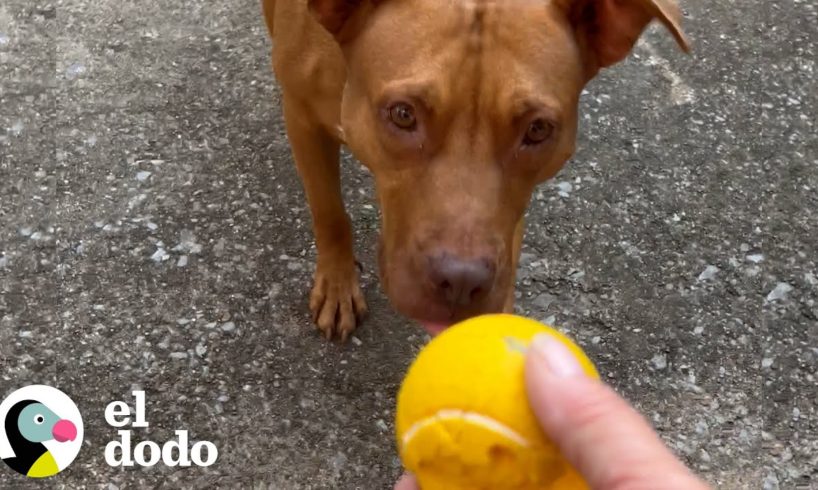 Mujer sale todos los días un año para que un perro callejero confíe en ella | Dodo Héroes | El Dodo
