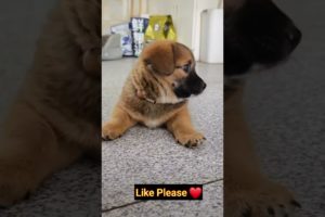 My Cutest Dogs Playing ❤️❤️ #dog #pets #trending #viral #vlog #animals