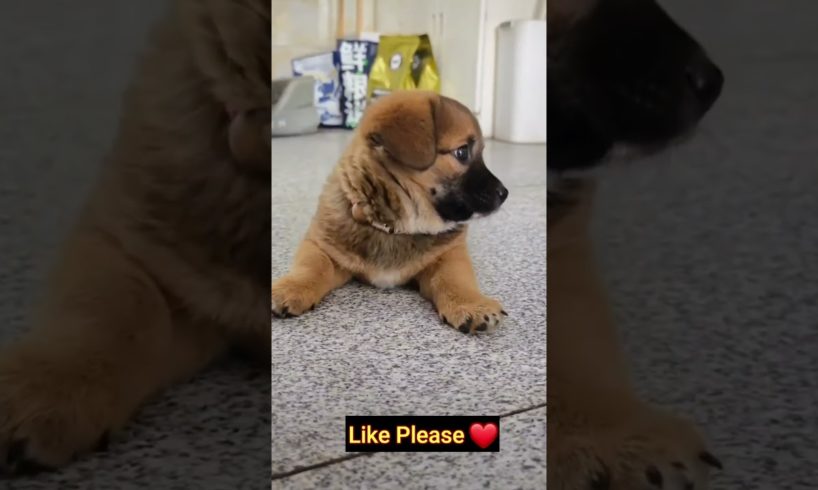 My Cutest Dogs Playing ❤️❤️ #dog #pets #trending #viral #vlog #animals