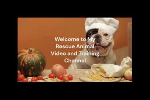 My New Animal Rescue Channel. Featuring Discussions about Rescues