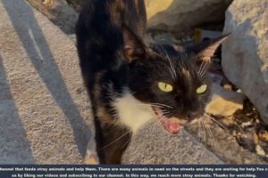 NO WAY !! Mother Cat Just Want To Food For Her Kittens (Animal Rescue Video 2023)