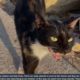 NO WAY !! Mother Cat Just Want To Food For Her Kittens (Animal Rescue Video 2023)