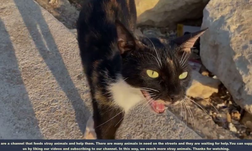 NO WAY !! Mother Cat Just Want To Food For Her Kittens (Animal Rescue Video 2023)