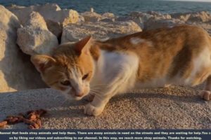 NOO !! Yellow Stray Cat Was Looking For and Waiting for Help then i Found Him (Animal Rescue Video)