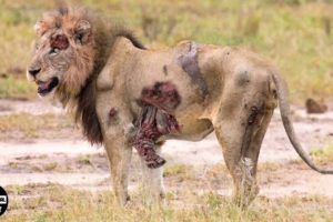 OMG! Seriously Injured Lion After Brutal Battle For Territory And Can It Survive | Animal Fight