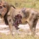 OMG! Seriously Injured Lion After Brutal Battle For Territory And Can It Survive | Animal Fight