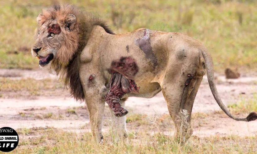 OMG! Seriously Injured Lion After Brutal Battle For Territory And Can It Survive | Animal Fight