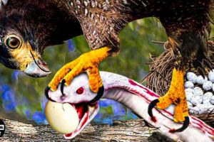 Omg !!! 30 Moments Hungry Bird Swallows Prey Within 3 Seconds | Animal Fight