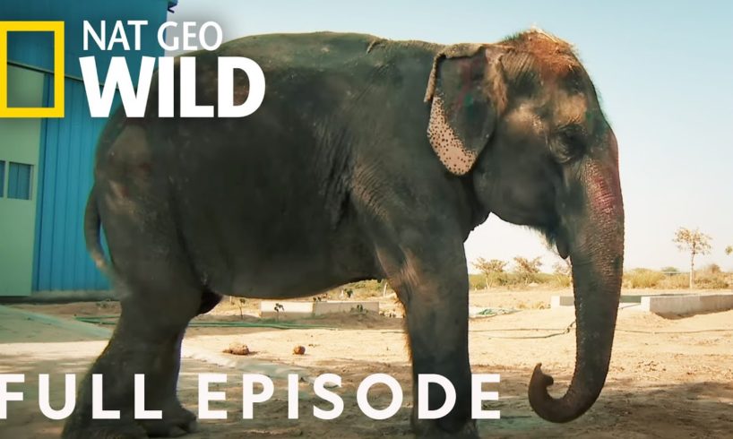 Operation: Elephant (Full Episode) | Jungle Animal Rescue