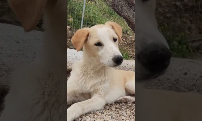 Our Cassie is still looking for a home. - Takis Shelter
