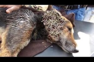 POOR DOG RESCUED FROM TICKS & MANGOWORMS JUST IN TIME! RESCATE ANIMALES