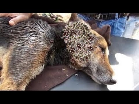 POOR DOG RESCUED FROM TICKS & MANGOWORMS JUST IN TIME! RESCATE ANIMALES