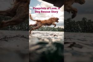 Pawprints of Love: A Dog Rescue Story #shorts