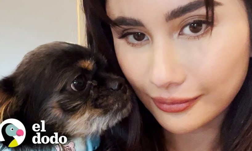 Pequeño perro rescatado adora ver 101 dálmatas con mamá | El Dodo