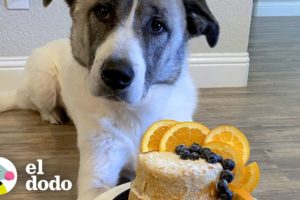 Perro de rescate obtiene el pastel de aniversario de adopción más hermoso | Puro Pitbull | El Dodo