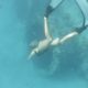 Petting this underwater doggo = $10,000 fine! (shangerdanger shorts compilation)