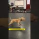 Pit bull couldn’t wait for owner to workout ❤️🐶❤️#dog #pets #animals