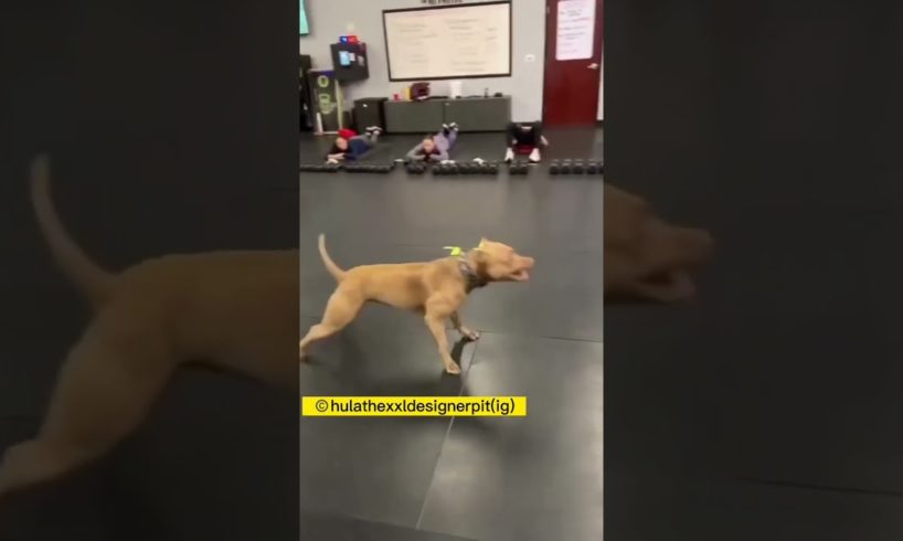 Pit bull couldn’t wait for owner to workout ❤️🐶❤️#dog #pets #animals