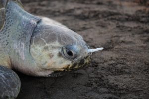 Plastic Fork Removed From A Sea Turtle's Nose!