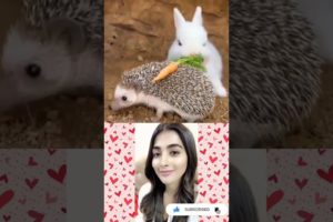 Pooja Hegde reacting beautiful moments puppies and cute white rabbit😍 #2 #shorts #youtubeshorts