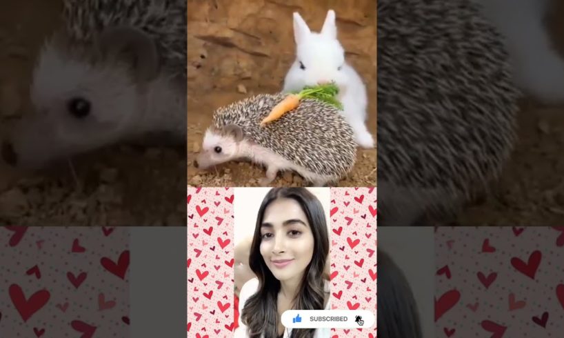 Pooja Hegde reacting beautiful moments puppies and cute white rabbit😍 #2 #shorts #youtubeshorts