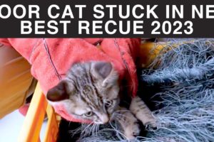Poor KITTEN entangled in a net could not MOVE Kitten Rescued 2023