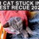 Poor KITTEN entangled in a net could not MOVE Kitten Rescued 2023