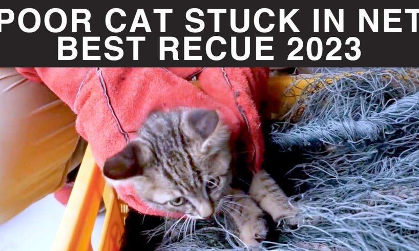 Poor KITTEN entangled in a net could not MOVE Kitten Rescued 2023