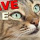Poor Stray Cat Was So Hungry When I Found Her / Animal Rescue Video 2023