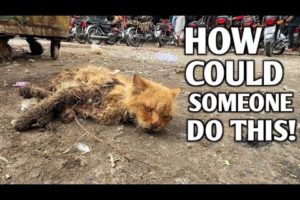Poor cat stayed motionless and no one from the people came to help him! | Heartwarming Rescue!