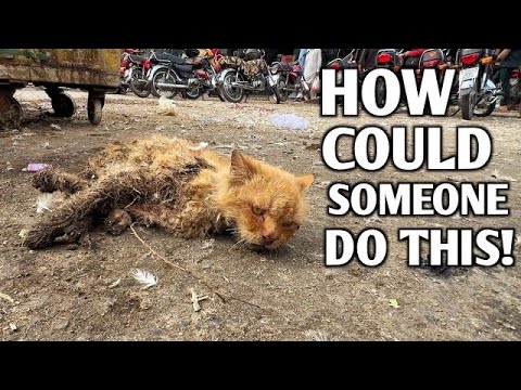Poor cat stayed motionless and no one from the people came to help him! | Heartwarming Rescue!