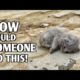 Poor kitten was living his last moments on the roadside but no one came to help him!