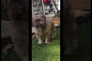Pup reaction to Bubbles 🫧 | top cutest dogs puppies | funny dogs pets | animals | Shorkie puppies
