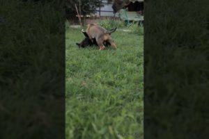 Puppies Playing on the Grass 2023 @wild_animals_naturewild animals | #youtubeshorts #shorts