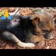 Puppies Rescued With Wound &maggots , Mangoworams puppy Dog help me dog jigger removal #animallife