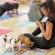 Puppy Yoga in Toronto lets cute puppies roam freely during class