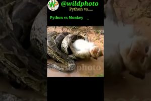 Python Attacks | Python vs Animals | who wins and who Lose ? #shorts