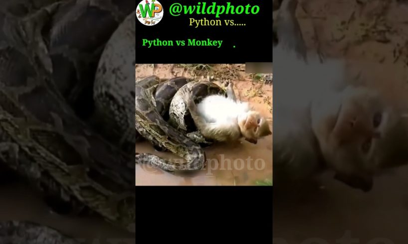 Python Attacks | Python vs Animals | who wins and who Lose ? #shorts