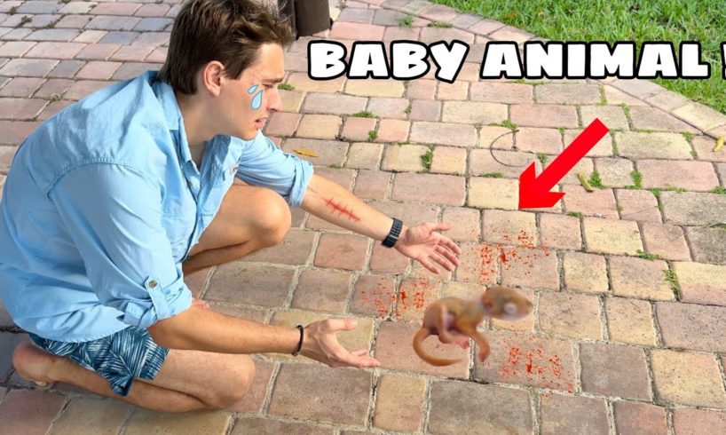 RESCUED ! BABY ANIMAL FELL FROM TREE ! WHAT NOW ?!