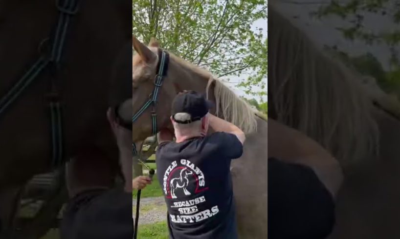 RESCUED PLOW HORSE LOVES HER ATLAS ADJUSTMENT 🐴 Animal Chiropractor