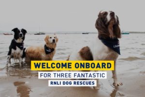RNLI latest dog rescues