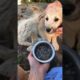 Removed Ticks From Cutest Puppy Found On Street